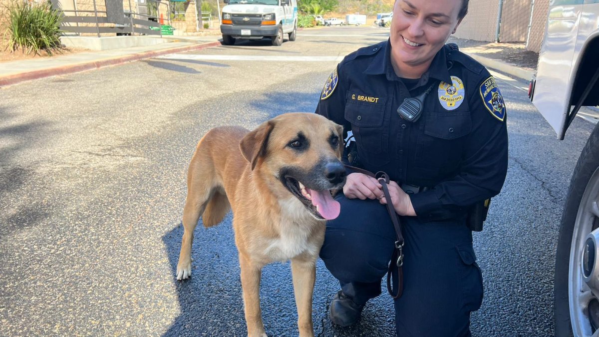 Owner Reclaims Dog Caught in Gorilla Enclosure at San Diego Zoo Safari Park – NBC 7 San Diego - Vimarsana News
