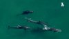WATCH: Dolphin Pod, Sharks Spotted Sharing the Coast Off Torrey Pines