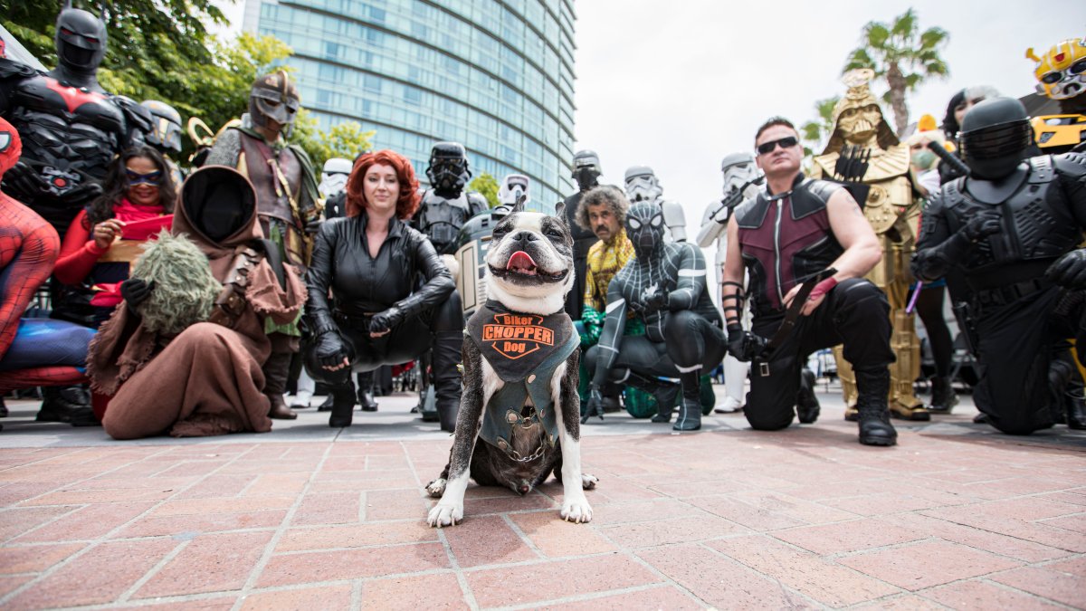 San Diego's Beloved Chopper the Biker Dog's Ride Has Come to an End - Vimarsana News