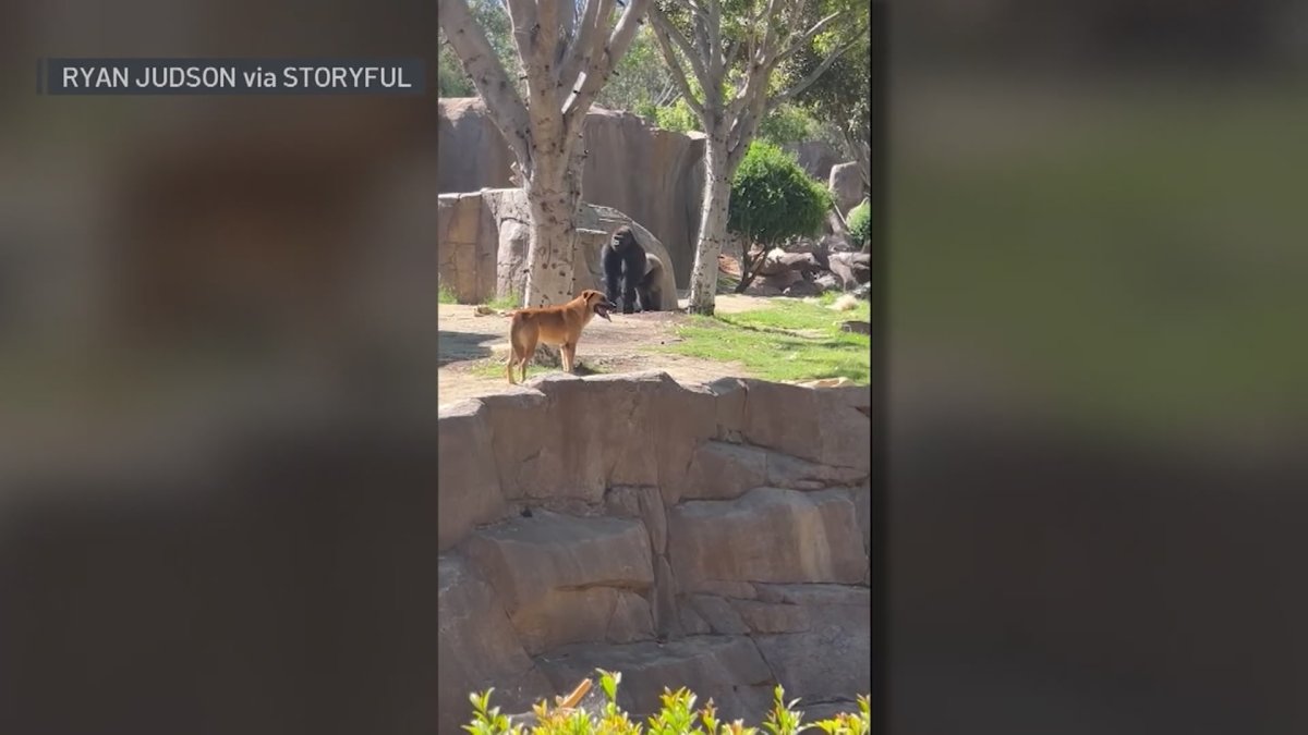 WATCH Stray Dog Caught in Gorilla Enclosure at San Diego Zoo Safari