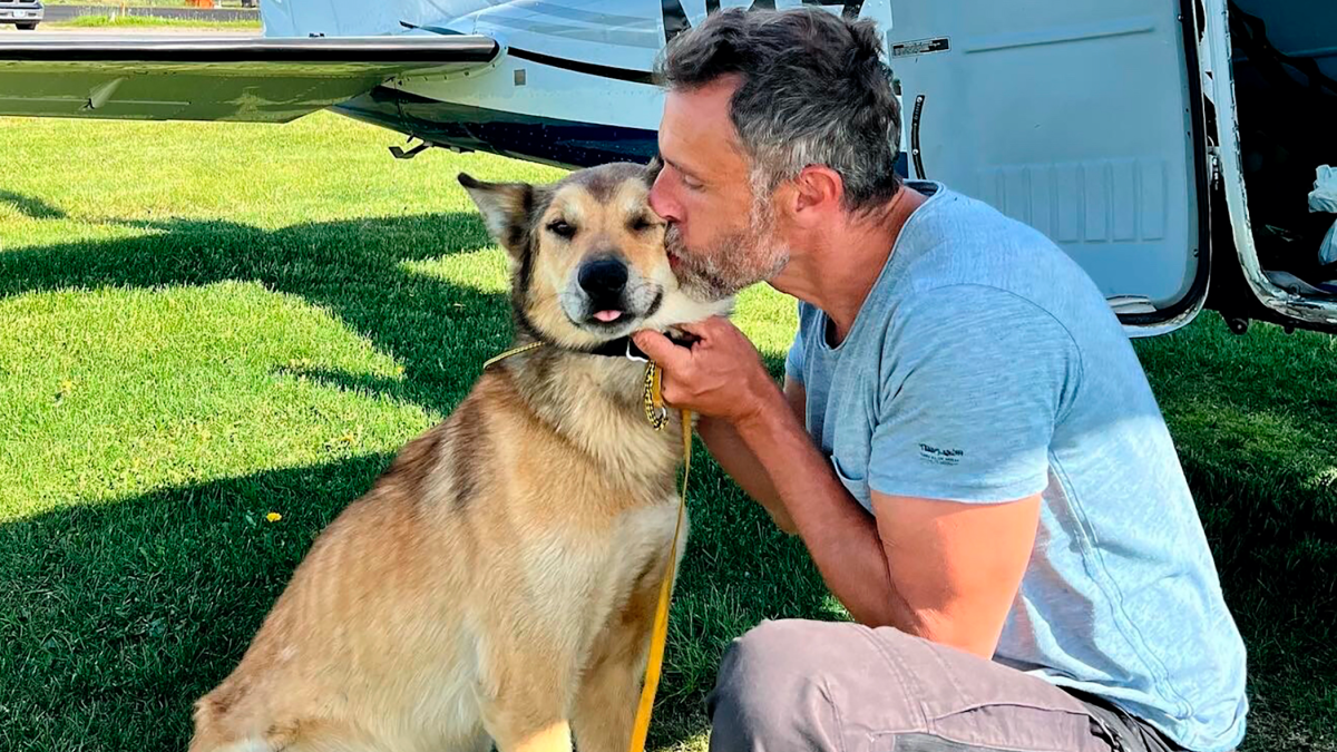 Iditarod Sled Dog Found Safe Months After Disappearing NBC 7 San Diego