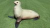 Sea Lion Wanders Onto Carlsbad Golf Course Miles from Beach