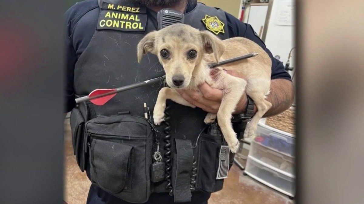 Desert Hot Springs Dog Shot With Arrow Finds Forever Family – NBC 7 San Diego - Vimarsana News