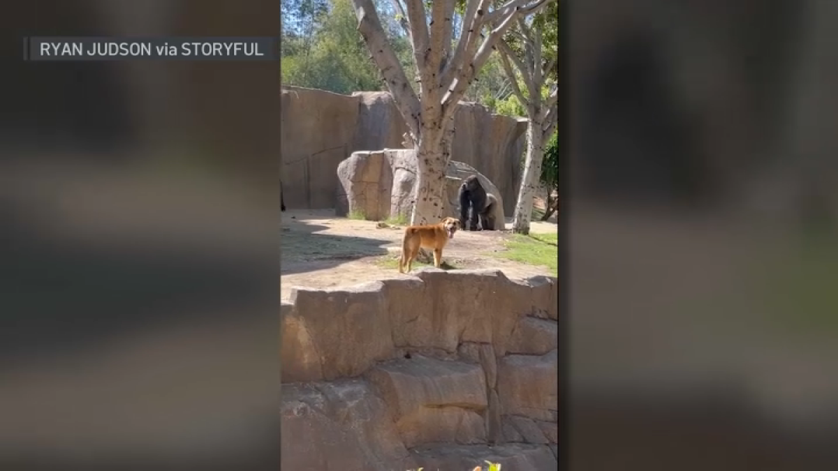 Stray Dog Caught in Gorilla enclosure at San Diego Zoo Safari Park in