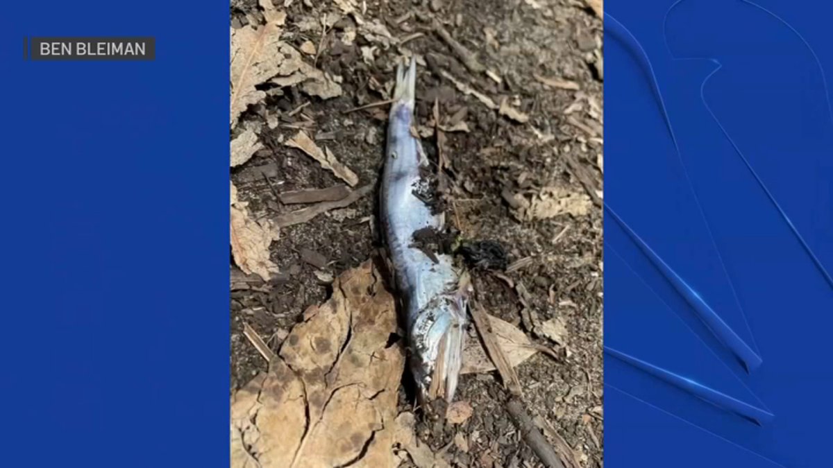Why Are Fish Falling From the Sky in San Francisco? – NBC 7 San Diego