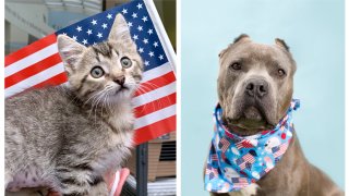 Portraits of animals available for adoption at the San Diego Humane Society, as of Thursday, June 30, 2022. Left: an unmaned kitten. Right: Brixton the dog.