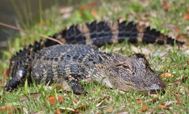 One Dead in Myrtle Beach Area After Alligator Attack – NBC 7 San Diego - Vimarsana News