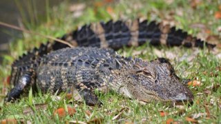 A small alligator resting in the grass.