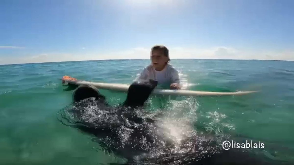 Manatee Caught on Camera Using Child's Surfboard Near Fort Pierce – NBC 7 San Diego - Vimarsana News