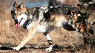 A Mexican gray wolf leaves cover at the Sevilleta National Wildlife Refuge, Socorro County, N.M.