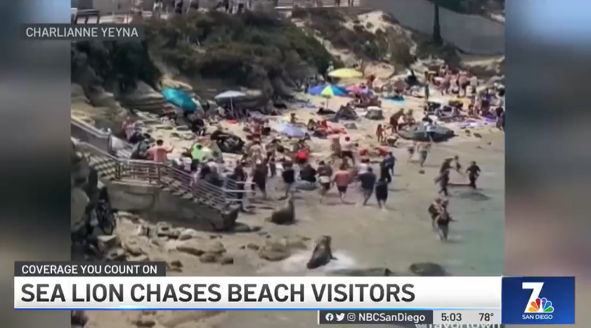 Sea Lions Chase Away Beachgoers at La Jolla Cove - Vimarsana News