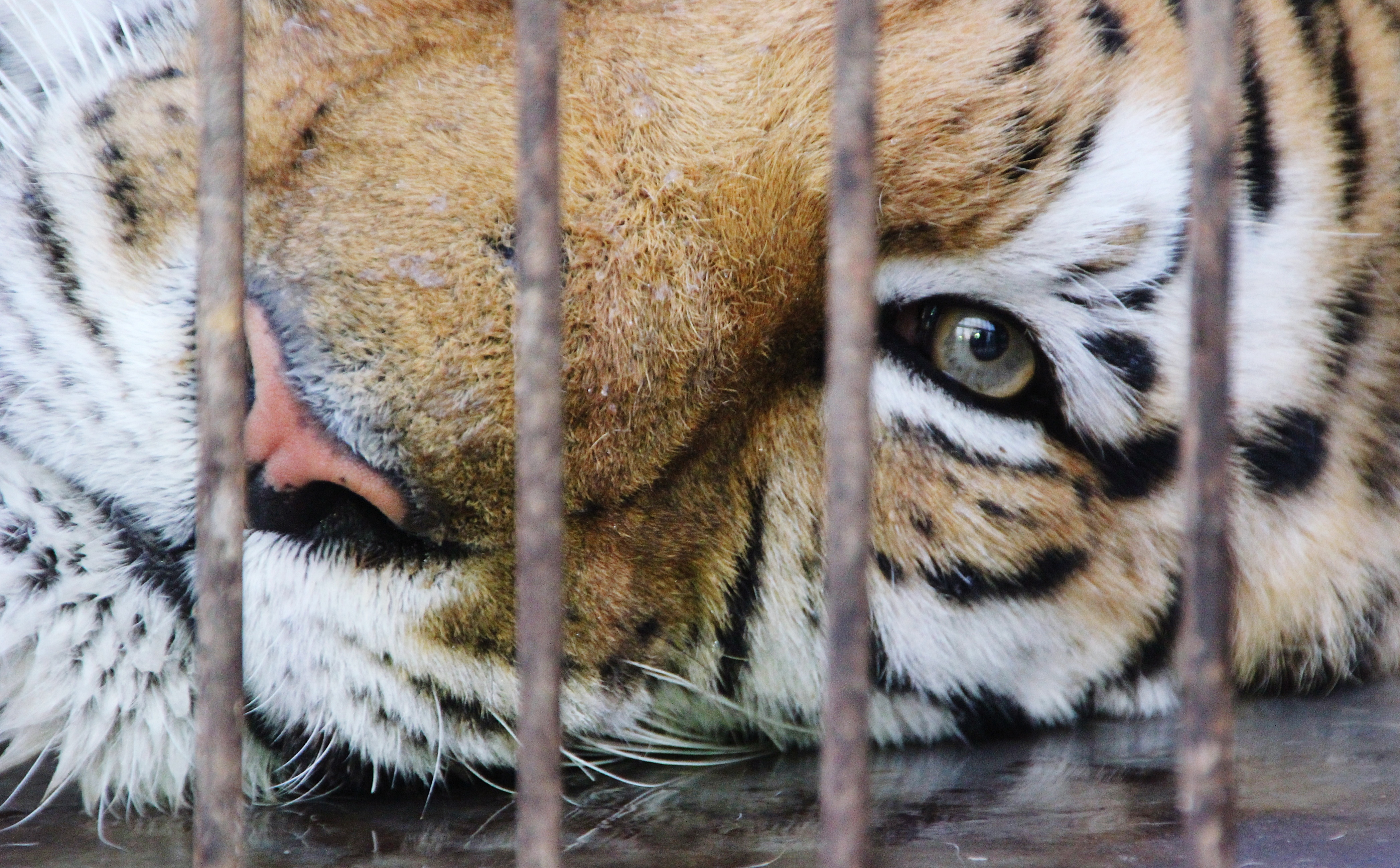 San Diego Sanctuary Wants to Take in Lions, Tigers Seized in Mexico – NBC 7  San Diego