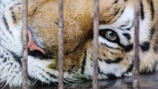 File photo of a tiger in a cage.