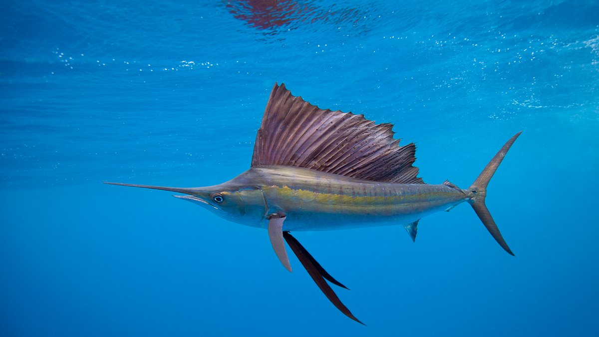 Sailfish Leaps Out of Water, Stabs Woman Off Florida Coast – NBC 7 San Diego - Vimarsana News