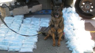 U.S. Border Patrol K-9 Aldaco poses next to suspected fentanyl pills seized at a checkpoint in Campo on July 18, 2022.