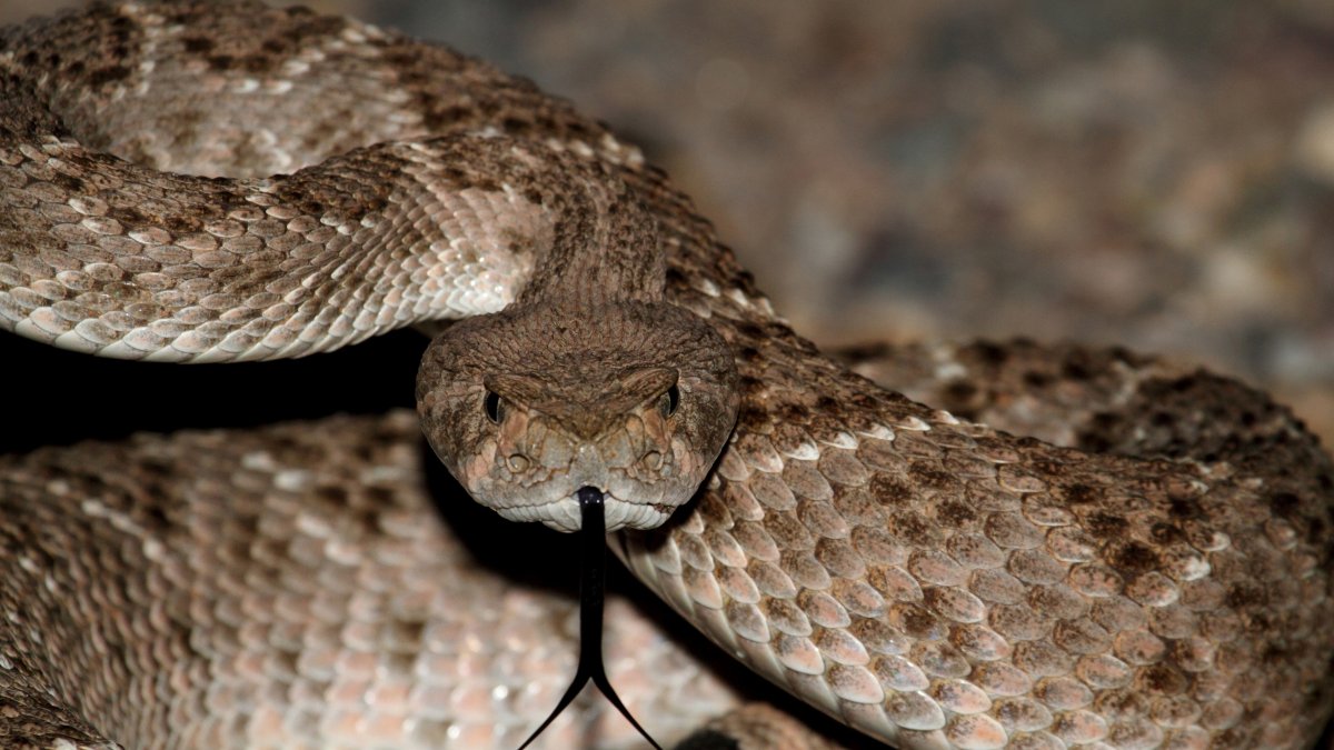 Southern California's Rattlesnake Season Is Ramping Up. Here's Why – NBC 7 San Diego - Vimarsana News