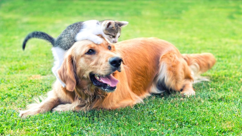 2022 Clear the Shelters