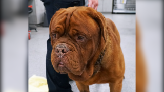 An undated image of a 4-year-old Dogue De Bordeuax that was treated at a San Diego Humane Society facility after being found abused.