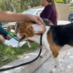 A beagle rescued from a mass breeding facility for lab testing in Virginia, is shown with a number tattoo on its ear in Rancho Santa Fe, July 26, 2022.