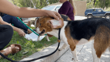 A beagle rescued from a mass breeding facility for lab testing in Virginia, is shown with a number tattoo on its ear in Rancho Santa Fe, July 26, 2022.