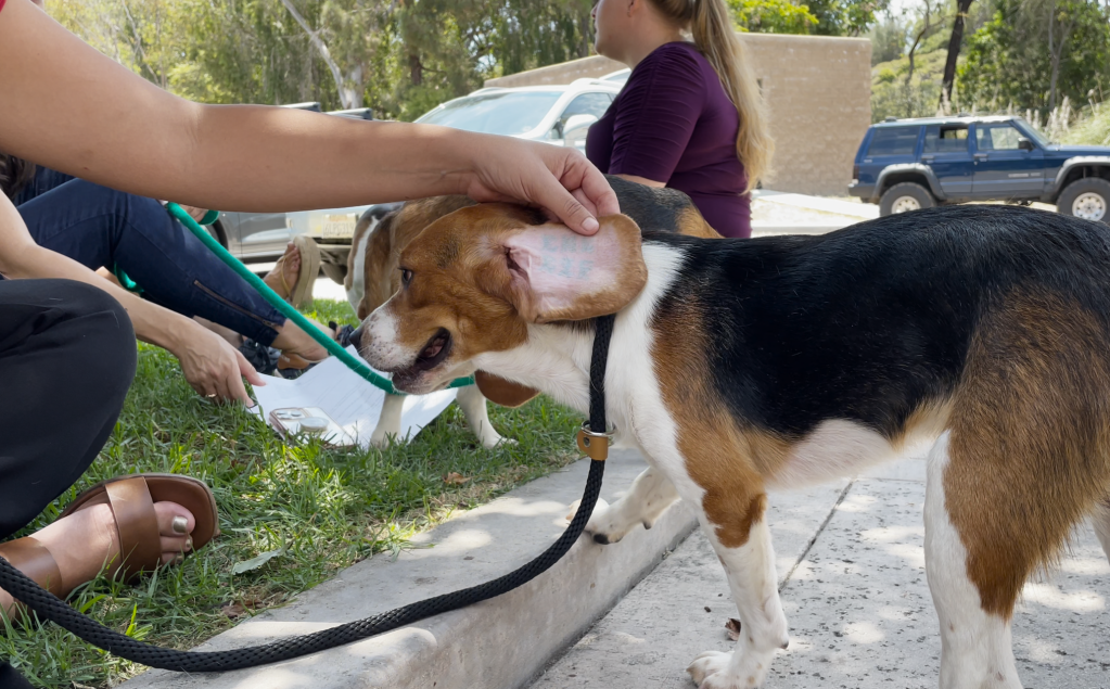 A beagle rescued from a mass breeding facility for lab testing in Virginia, is shown with a number tattoo on its ear in Rancho Santa Fe, July 26, 2022.