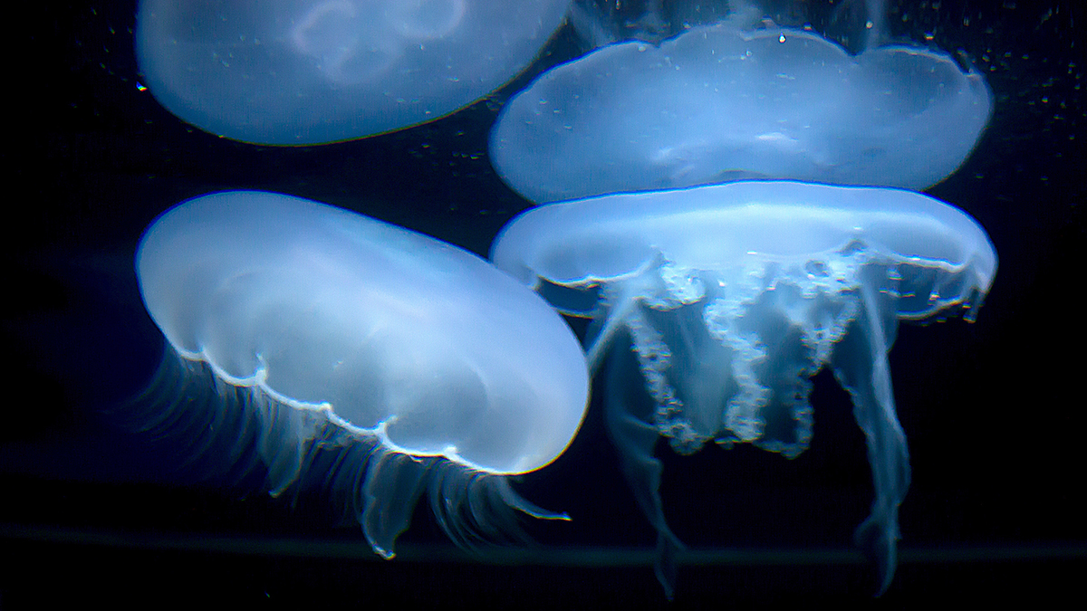 New SeaWorld exhibit to feature ‘touchable globe of cascading water and