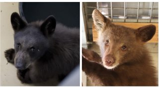 The San Diego Humane Society's Ramona Wildlife Center took in three orphaned bear cubs throughout early July 2022. Pictured here are two black bear cubs in their care.