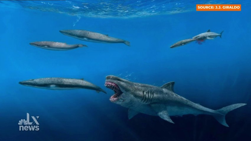 Scientists Used Fossil Evidence to Create a 3D Model of the Largest ‘Superpredator' Megalodon Shark