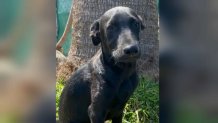 Everyone, meet Bubba! This 5-month-old puppy was rescued from Mexico and is ready to be raised in a loving and responsible household. He’s great with children and other dogs, so he’s totally up to join a family. Does Bubba sound like the one for you? He’s available for adoption via the Rescue Fenix foster program.