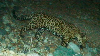 A jaguar crossing a rocky terrain