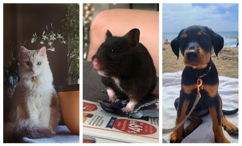 PHOTOS: Meet the Pets of NBC 7, Telemundo 20 in Honor of Clear the Shelters