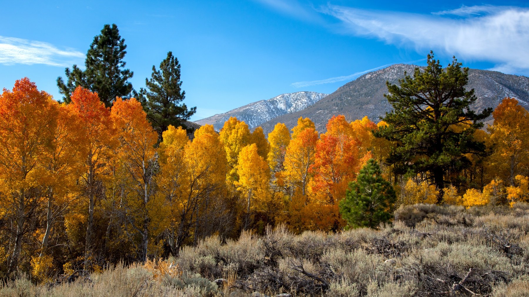 Autumn's Ahead, So Let's Enjoy Mono County's Fall Color Map - Vimarsana News