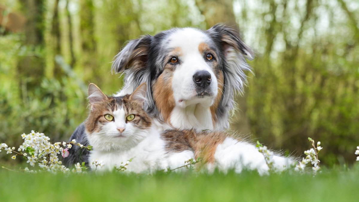 Clear The Shelters Using the WeRescue App – NBC 7 San Diego - Vimarsana News