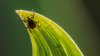 What the Lyme Disease Vaccine Could Mean for People Living With Long-Term Symptoms