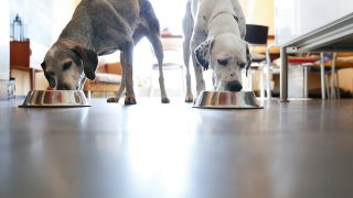 Two dogs eating from their bowls.