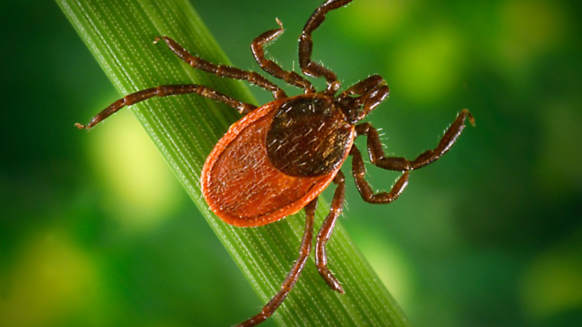 Major Test of Possible Lyme Vaccine Underway – NBC 7 San Diego - Vimarsana News