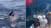 VIDEO: Fishermen Watch Great White Shark Eat Lunch Off Coast of San Diego