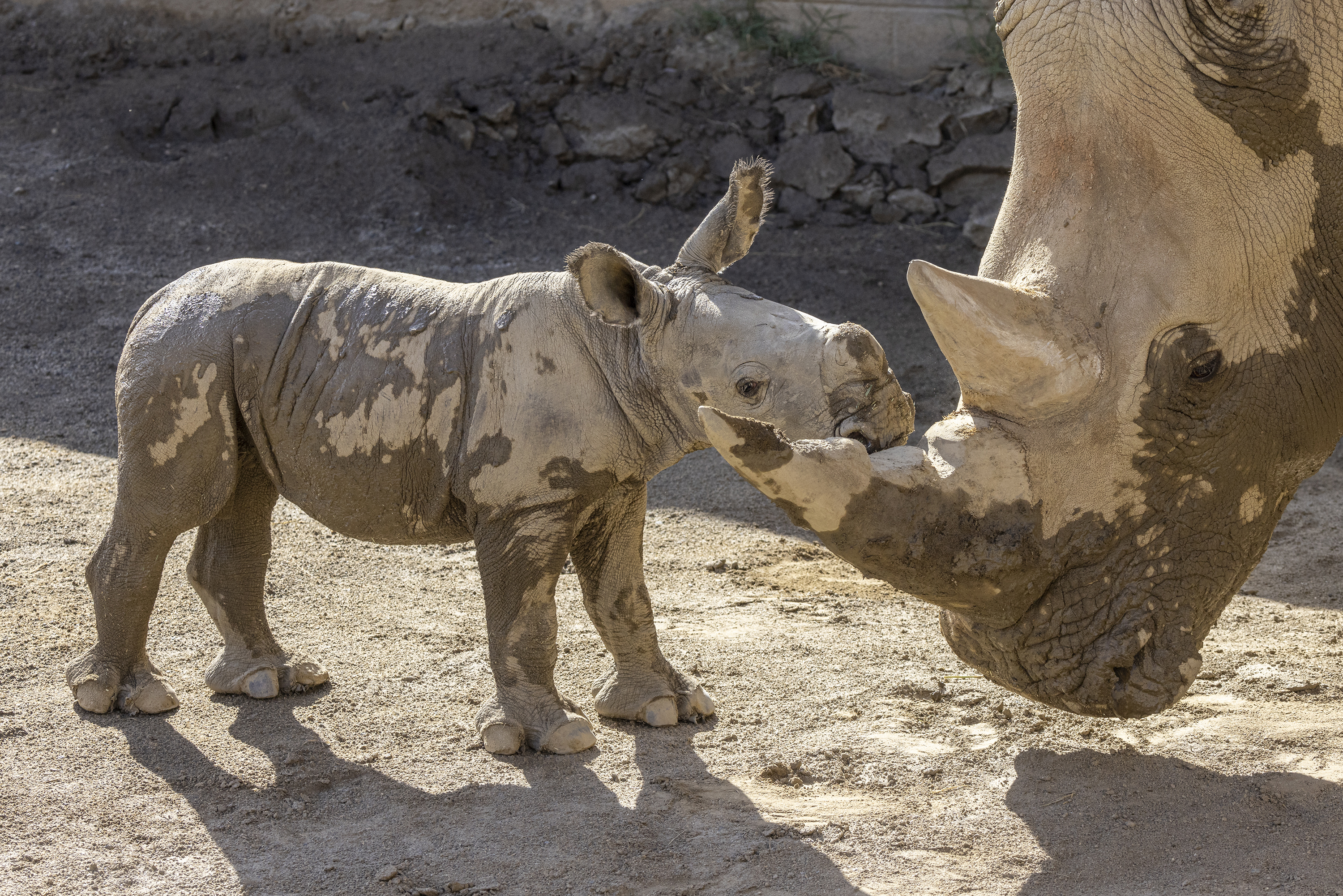 San Diego Zoo Safari Park Names Baby Southern White Rhino: Neville
