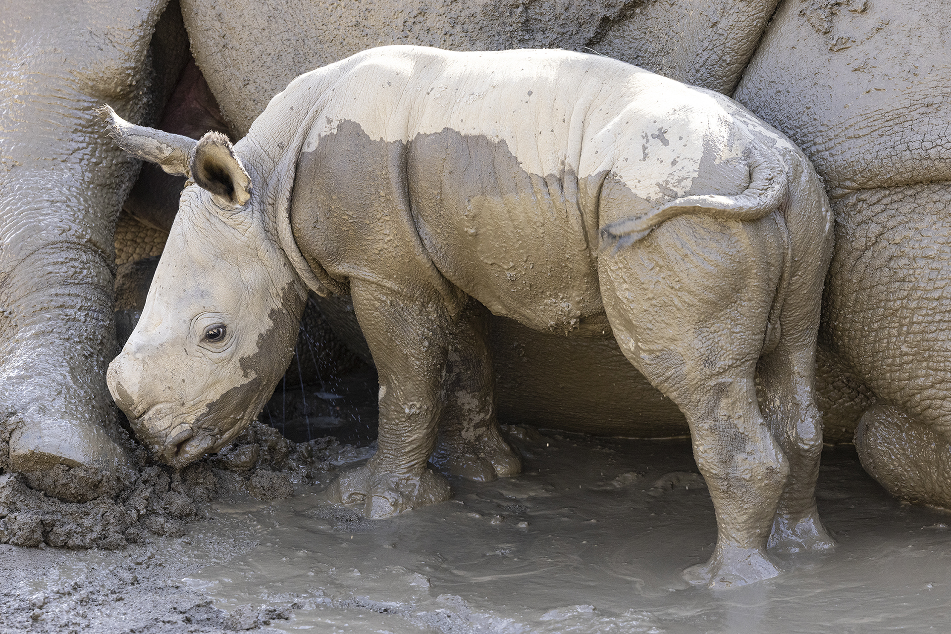 A New Hope Southern White Rhino Calf Born at San Diego Zoo Safari Park