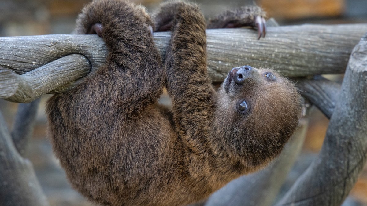 It's a Girl! Sloth Born at San Diego Zoo - Vimarsana News