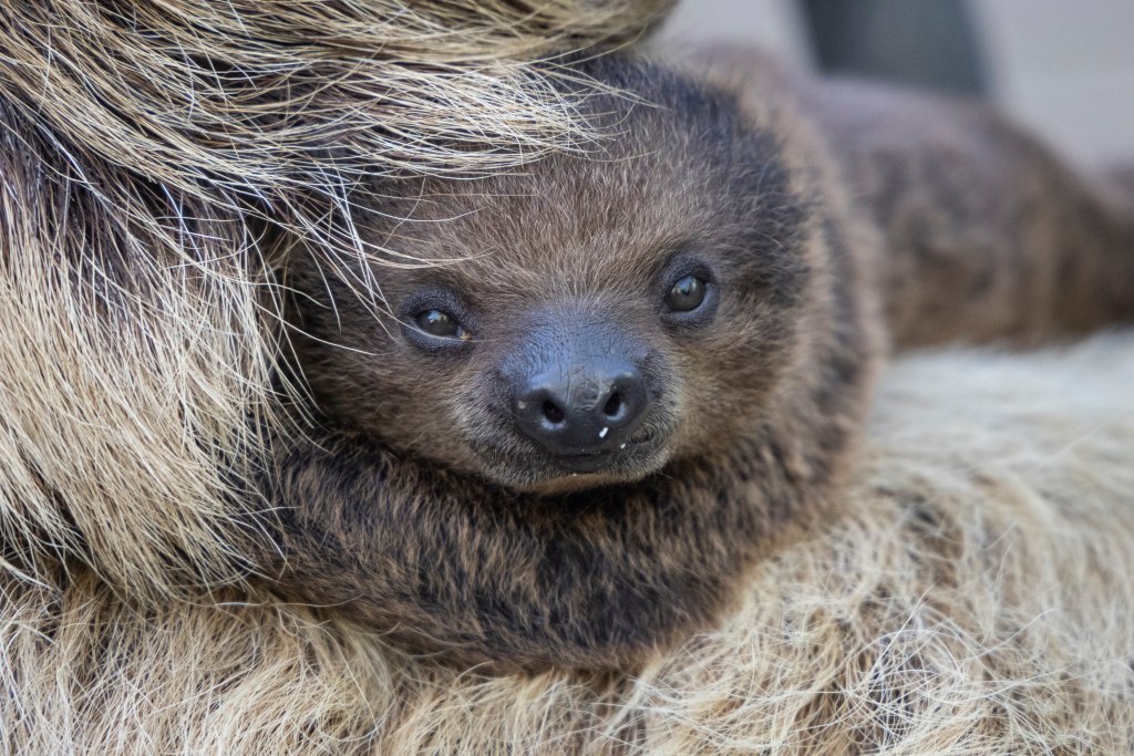 SAN DIEGO (Aug. 4, 2022) — The San Diego Zoo has announced the birth of a Linné’s two-toed sloth at the Zoo’s new Denny Sanford Wildlife Explorers Basecamp. 