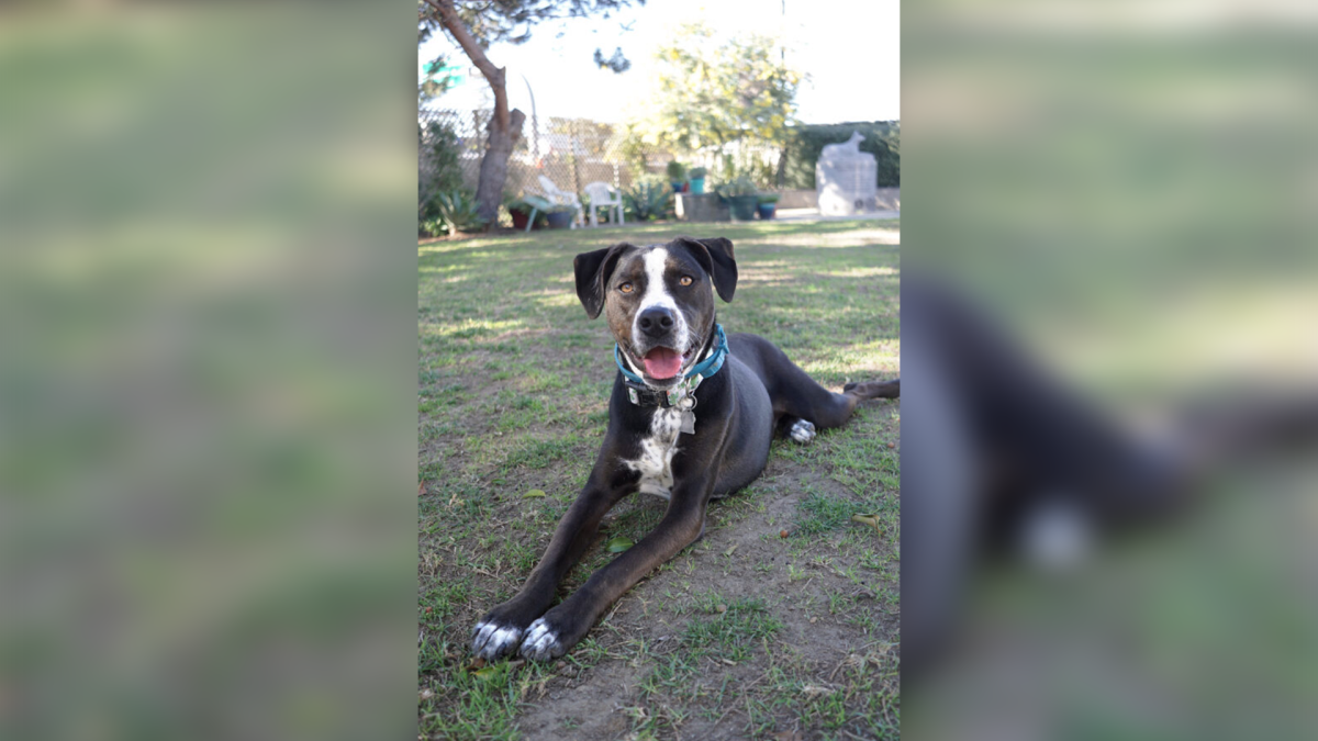 Adopt These Pets From San Diego County Animal Shelters NBC 7 San Diego