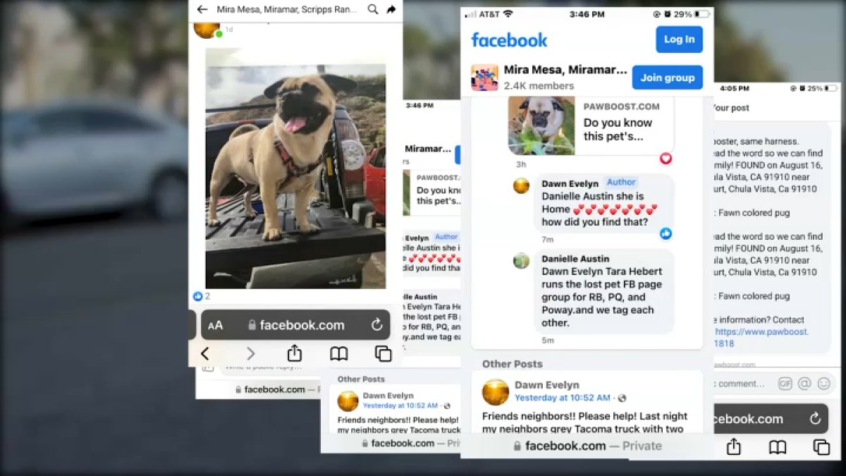 Rancho Peñasquitos Couple Uses Social Media to Track Down Stolen Pup and Truck - Vimarsana News