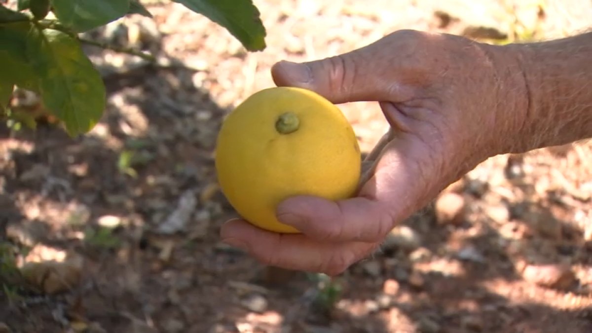 A Zesty Reminder of Chula Vista’s Past as the Lemon Capitol of the World NBC 7 San Diego