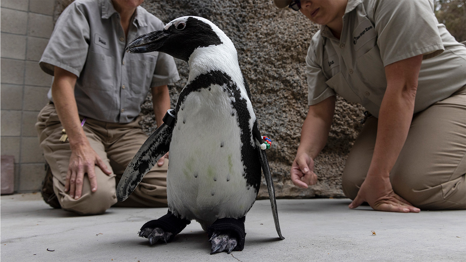 Birch Aquarium Moves 5 Little Blue Penguins From San Diego to