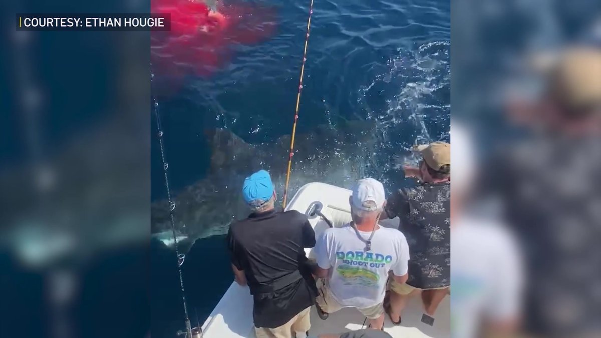 VIDEO: Fishermen Watch Great White Shark Eat Lunch Off Coast of San