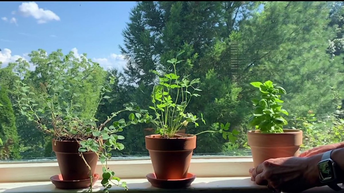 How to Safely Grow and Dry Your Own Herbs NBC 7 San Diego
