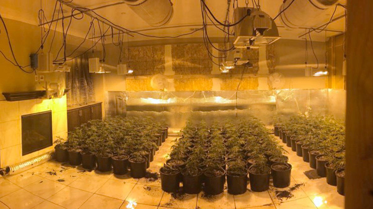 California Utility Targeted Asians in Pot Searches: Lawsuit – NBC 7 San Diego - Vimarsana News