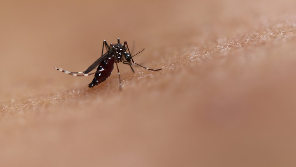 California Mosquito Season: What to Know About Ankle-Biter Mosquitoes – NBC 7 San Diego - Vimarsana News