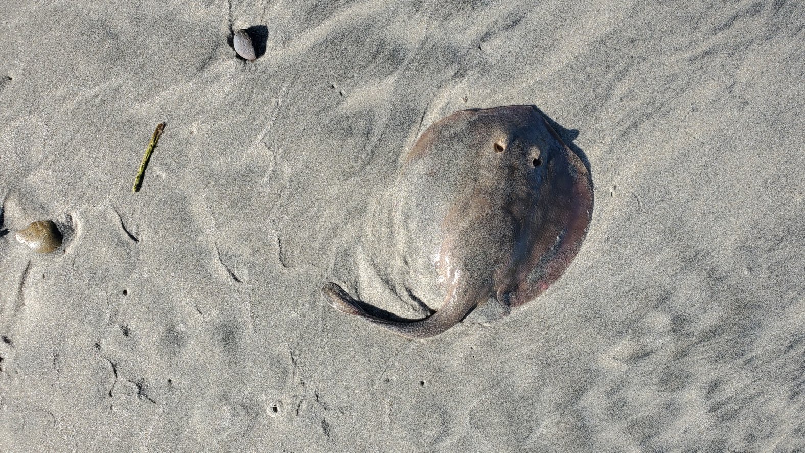 UC San Diego Graduates Create Footwear to Protect Against Painful ...